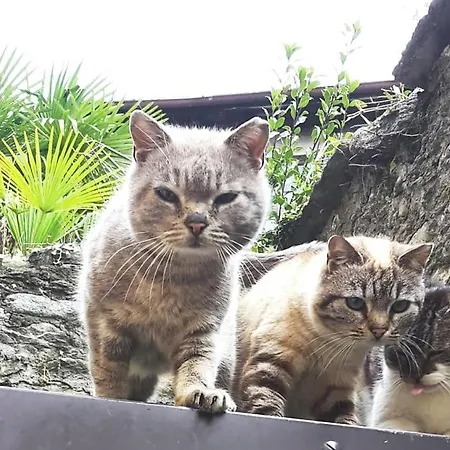Apartment House Of Cats *