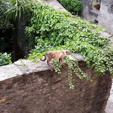 Apartment House Of Cats